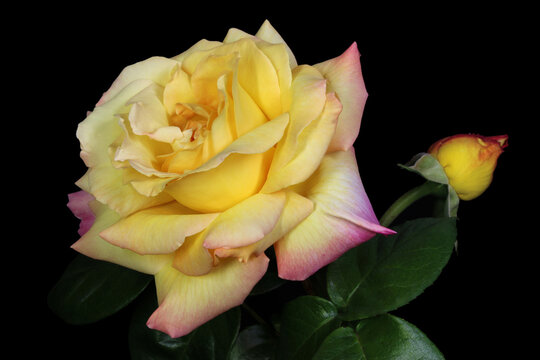 China Rose Flower Bud 03