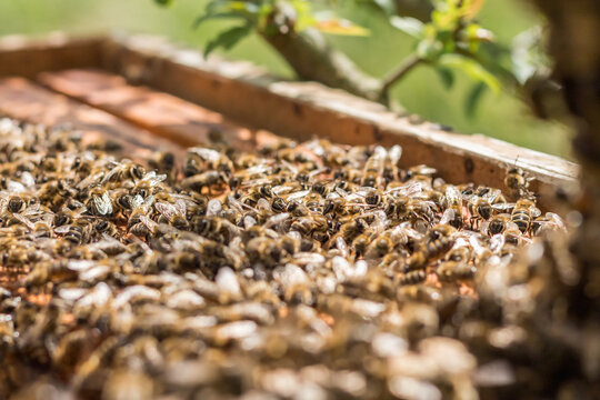 Swarm of Bees Covering Honeycomb Frames ? Summer Beekeeping