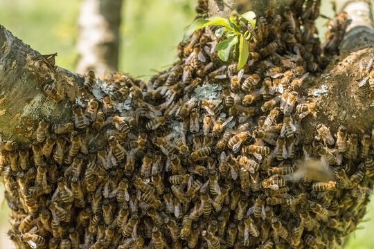 Honeybee Swarm on Tree Trunk During Summer Swarming