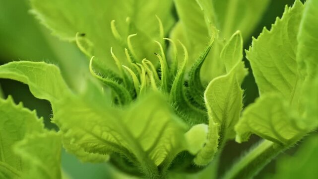 Extreme macro shot focusing on the detailed texture of a young, unblown sunflower bud. Strong depth of field highlights the fuzzy green leaves and early growth stage.