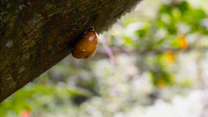 Brown land snail resting upside down on the underside of a tree branch, green forest background with copy space. © Ul1a