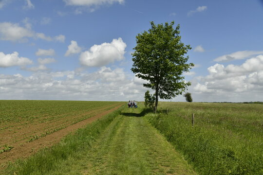 L'arbre solitaire le long d'un chemin sous des cumulus de beau temps &agrave; Genappe (Nivelles)