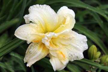 Fototapeta premium blooming white-yellow daylily with raindrops, shown in close-up against the dark green background of a summer garden. A floral background of delicate blossom. Macro. Daylily