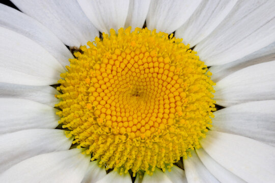 Daisy Floret Mandalas 03