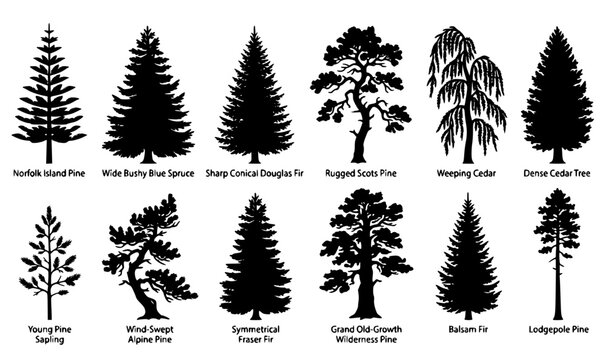 Pine tree silhouette vector set with 10 diverse shapes of black pine fir cedar and spruce trees isolated on white background