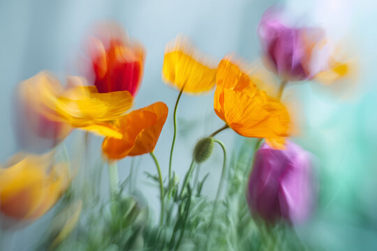 K&uuml;nstlerische Aufnahme bl&uuml;hender Mohnblumen mit weicher Bewegungsunsch&auml;rfe. Atmosph&auml;risches Naturmotiv f&uuml;r Fr&uuml;hling, Sommer, Blumenwiese, Impressionismus und florale Kunst.