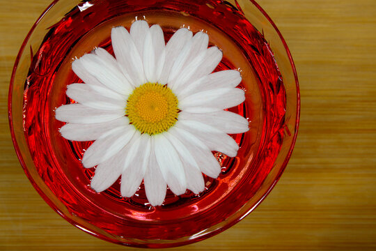 Daisy Drink on Wood 12