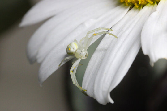 Crab Spider on White Petal 01