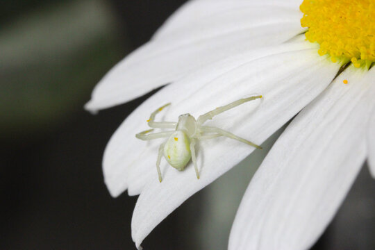 Crab Spider on White Petal 04