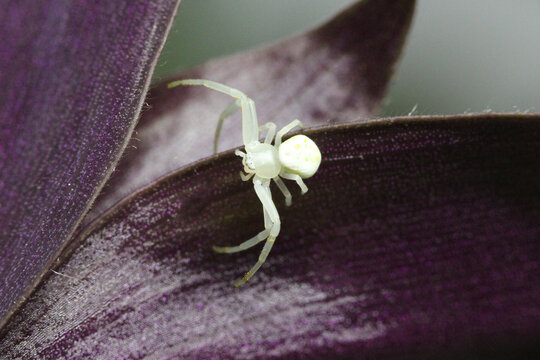 Spider Lily Crab Spider 05