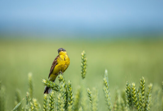 Male Citrine Wagtail bird sitting on a field with ears of corn on a sunny summer day
