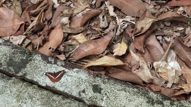 Brown and White Butterfly Resting on a Weathered Stone Surface