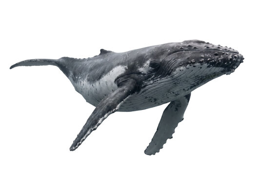 Majestic Humpback Whale Swimming in the Deep Ocean