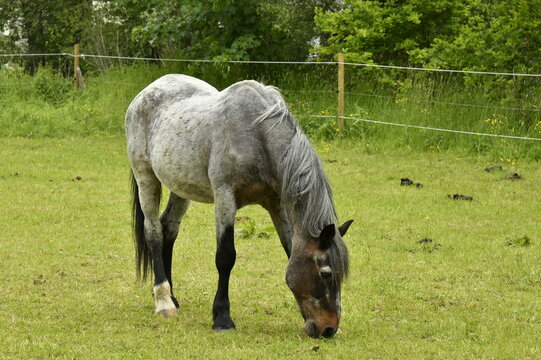 &Eacute;talon gris &acirc;g&eacute; dans la prairie des chevaux en fin de vie &agrave; Ham-sur-Heure (Thuin)