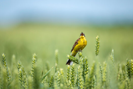 bird male yellow-headed wagtail sitting on a field with ears of corn and singing