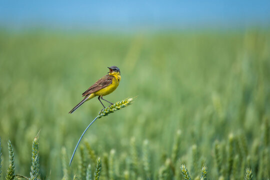 A male Citrine Wagtail bird sits on a field with ears of corn on a sunny summer day and sings