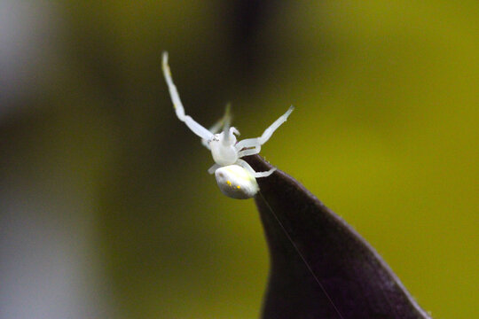 Crab Spider Wingtip 06