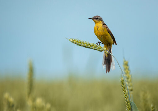 Male Citrine Wagtail bird sitting on a field with ears of corn on a sunny summer day