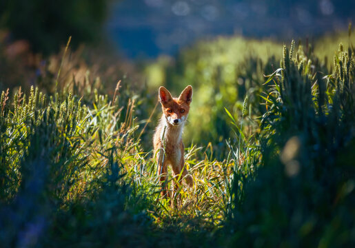 A beautiful red fox walks through a blooming sunny meadow.