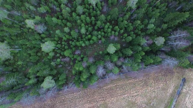 trees in the forest with an amazing view and panoramic shot that shows everydetail of it