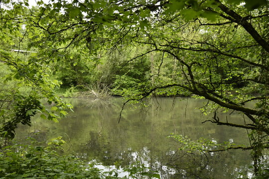 L'Eau d'Heure coulant paisiblement en plein bois &agrave; Ham-Sur-Heure (Thuin)