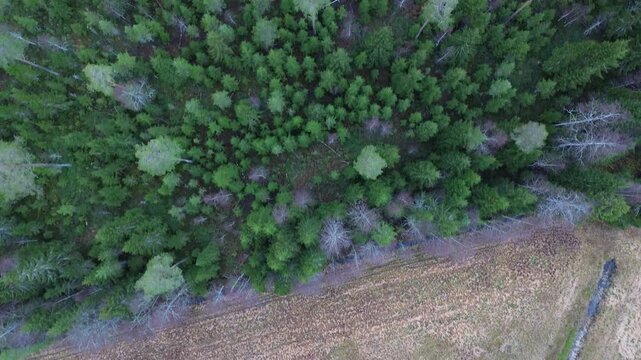 trees in the forest with an amazing view and panoramic shot that shows everydetail of it