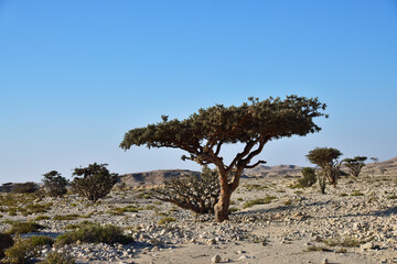 Boswellia, frankincense tree. Oman