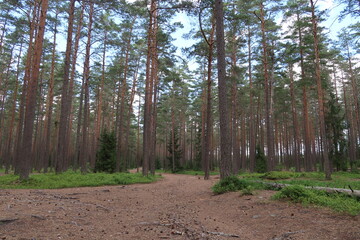 Fototapeta premium Sunlit Forest in Erstavikens Nature Reserve Near Stockholm, Sweden
