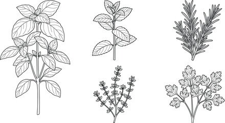 Fresh aromatic kitchen herbs vector illustrations set with basil mint rosemary thyme and parsley line art © IconicCreations