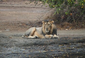Asiatic Lion Resting in Gir National Park, Gujarat, India © Sparsh