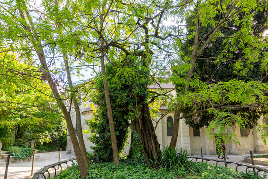 Oldest tree in Paris (planted in 1601) &ndash; Robinia tree on Rene Viviani square, France