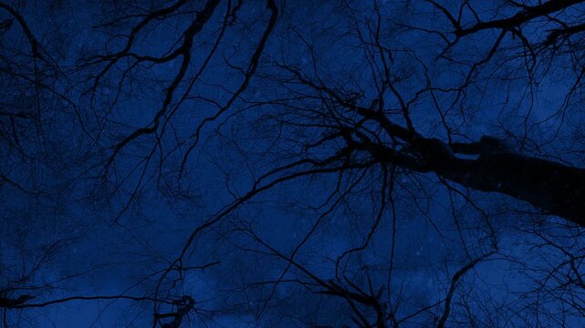 Passing Under Bare Trees In Snowfall At Night
