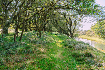 Fototapeta premium Forest Path Beside Quiet River Under Tree Canopy