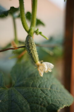 Cucumber
Plant
An annual herbaceous plant, a species of the genus *Cucumis* in the gourd family (Cucurbitaceae), and a vegetable crop.