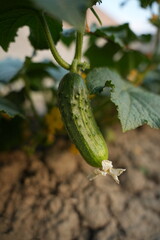 Cucumber Plant An annual herbaceous plant, a species of the genus *Cucumis* in the gourd family (Cucurbitaceae), and a vegetable crop. © Artak