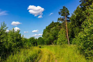 Fototapeta premium Tall pine tree standing over a scenic woodland trail in a lush summer forest under a bright blue sky with fluffy white clouds on a sunny day