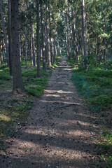 Fototapeta premium Sunlight filters through tall pine trees onto a winding forest path