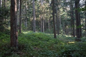 Sunlight filters through a dense forest canopy onto a lush undergrowth of green plants © 4Max