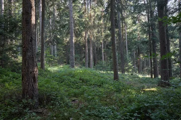 Sunlight filters through a dense forest canopy onto a lush undergrowth of green plants © 4Max