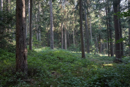 Sunlight filters through a dense forest canopy onto a lush undergrowth of green plants