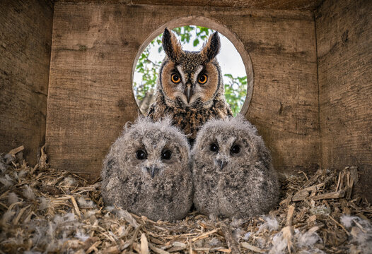 Mother owl and two baby owls in a wooden nesting box