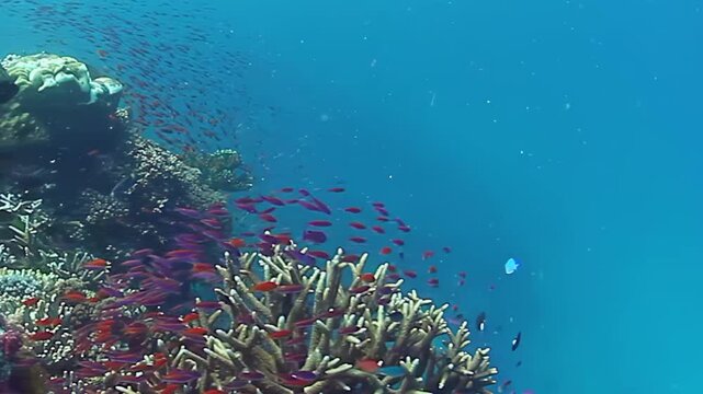 Experience the stunning beauty of Fiji's coral reefs filled with diverse marine life.