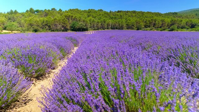Walking through lavender field in Provence with dirt path under blue sky
