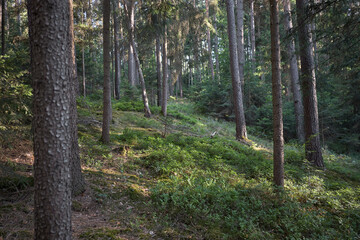 Fototapeta premium Sunlight filters through a dense forest canopy onto a lush undergrowth of green plants