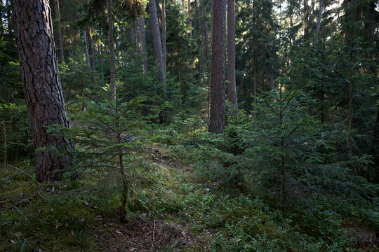 Sunlight filtering through a dense evergreen forest with young saplings growing