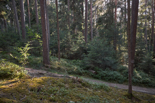 Sunlight filtering through a dense forest canopy onto a mossy forest floor