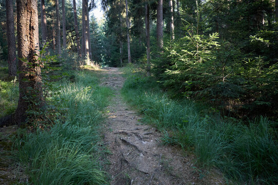 Sunlit forest path winding through tall trees and lush green grass