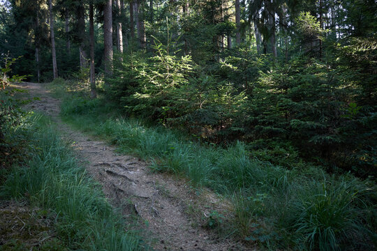 Sunlight filters through a dense forest onto a winding dirt path