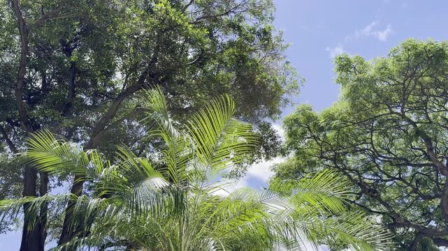 Phoenix roebelenii, with common names of dwarf date palm, pygmy date palm, miniature date palm or robellini palm. Waikiki, Honolulu, Oahu, Hawaii.