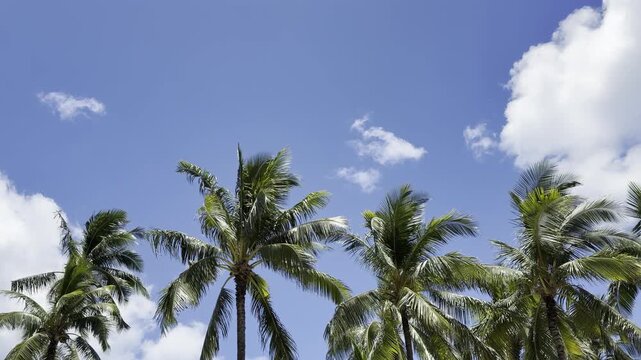 Coconut palm trees. The coconut (Cocos nucifera) is a member of the palm family (Arecaceae) and the only living species of the genus Cocos. Waikiki, Honolulu, Oahu, Hawaii